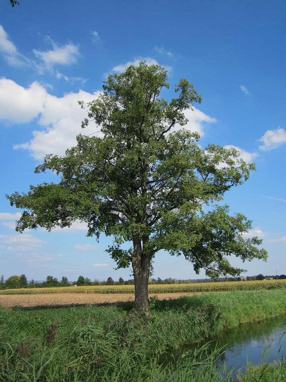 Alder - fotografija vrste Alnus glutinosa, jedne od biljaka iz te skupine