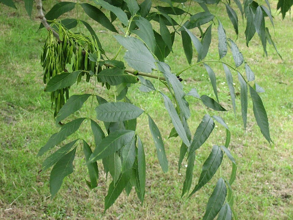 Ash - fotografija vrste Fraxinus excelsior, jedne od biljaka iz te skupine