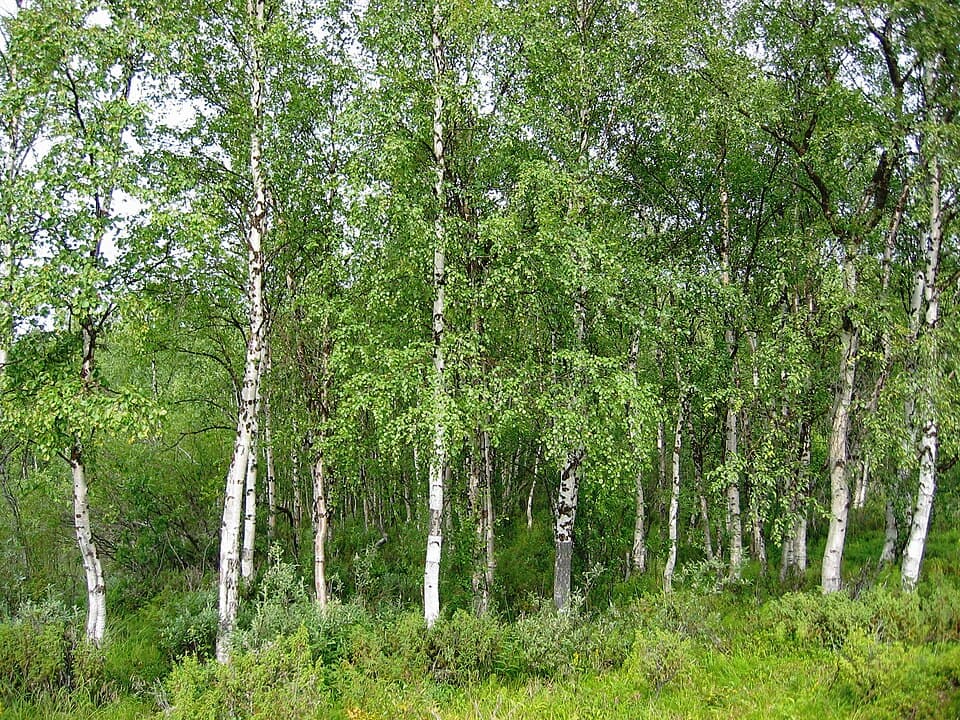Birch - fotografija vrste Betula pendula, jedne od biljaka iz te skupine