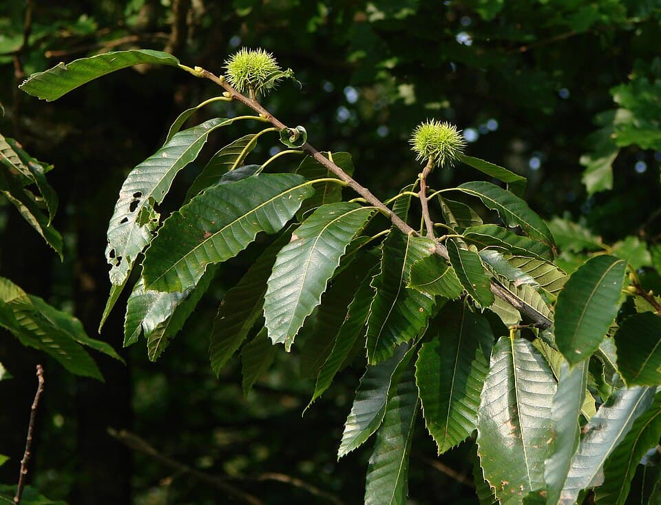 Sweet chestnut (Castanea sativa) - fotografija biljke