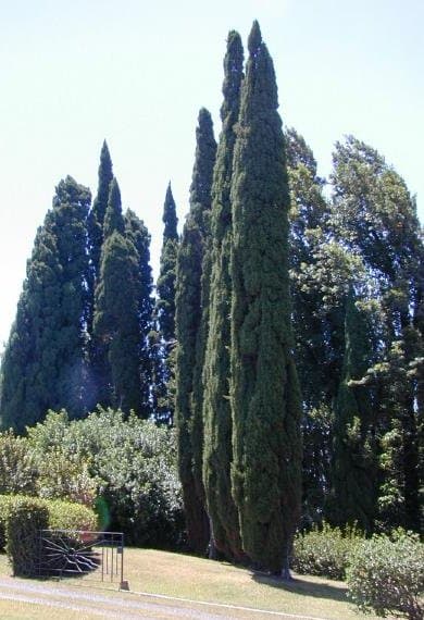 Cypress - fotografija vrste Cupressus sempervirens, jedne od biljaka iz te skupine