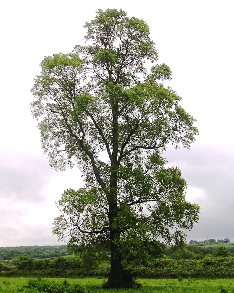 Elm - fotografija vrste Ulmus minor, jedne od biljaka iz te skupine