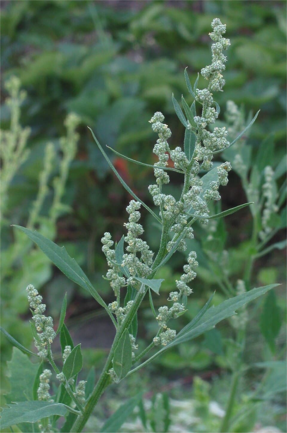 Goosefoot - fotografija vrste Chenopodium album, jedne od biljaka iz te skupine