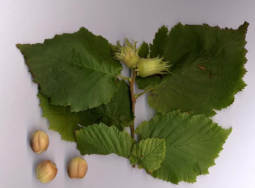 Hazel (Corylus avellana) - fotografija biljke