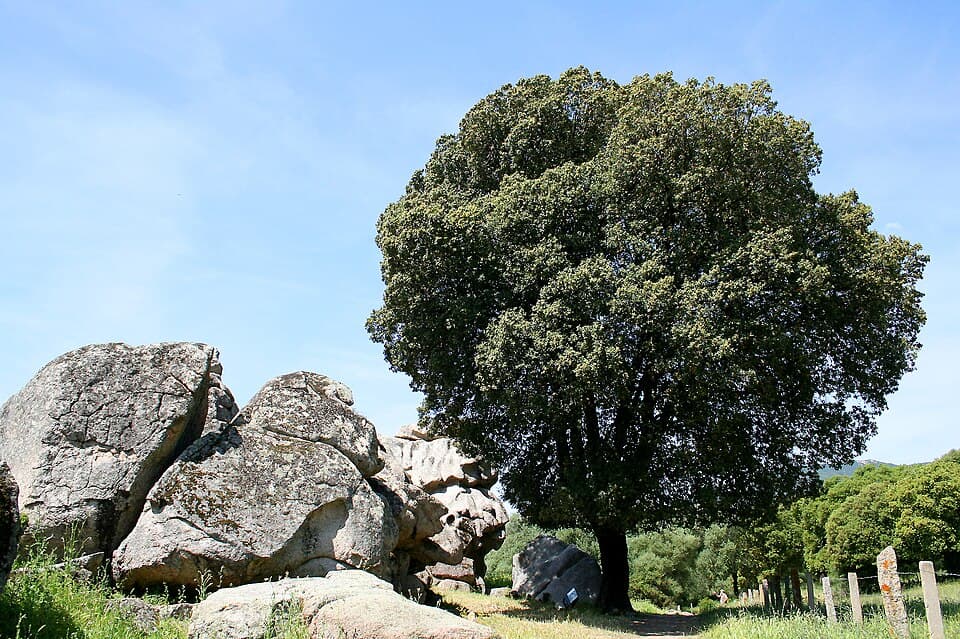 Holm oak (Quercus ilex) - fotografija biljke