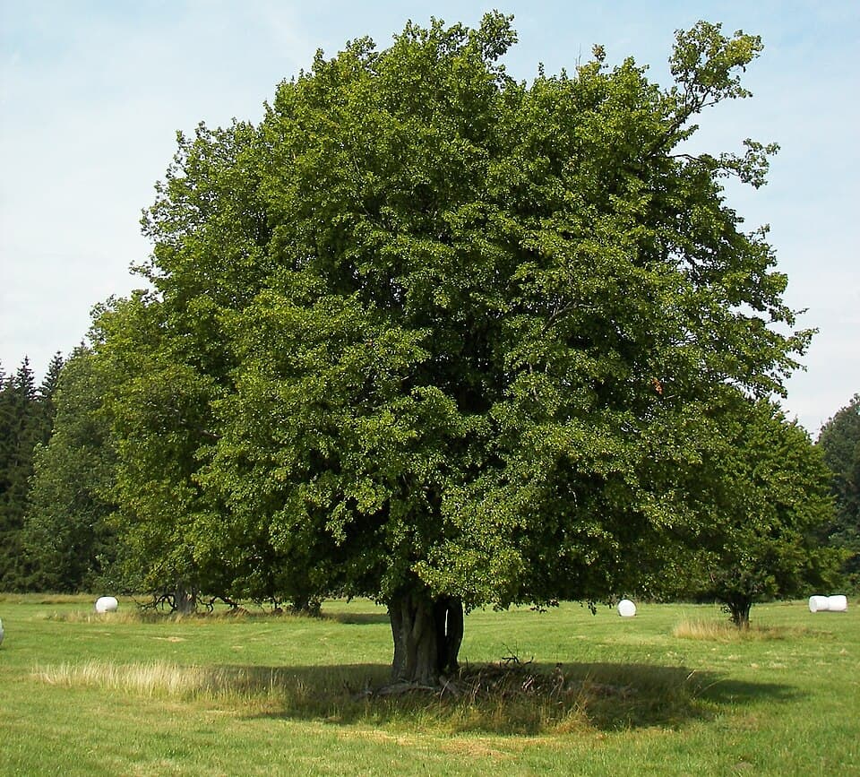 Hornbeam - fotografija vrste Carpinus betulus, jedne od biljaka iz te skupine