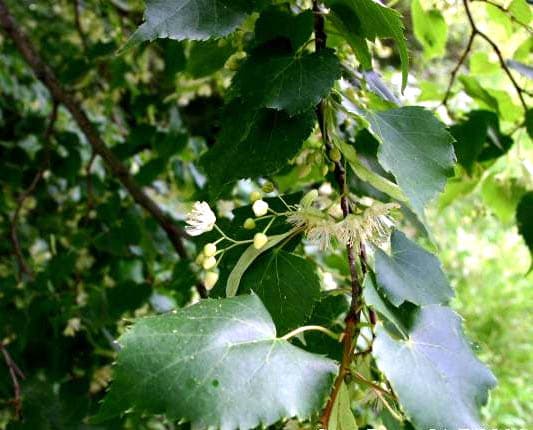Linden - fotografija vrste Tilia cordata, jedne od biljaka iz te skupine