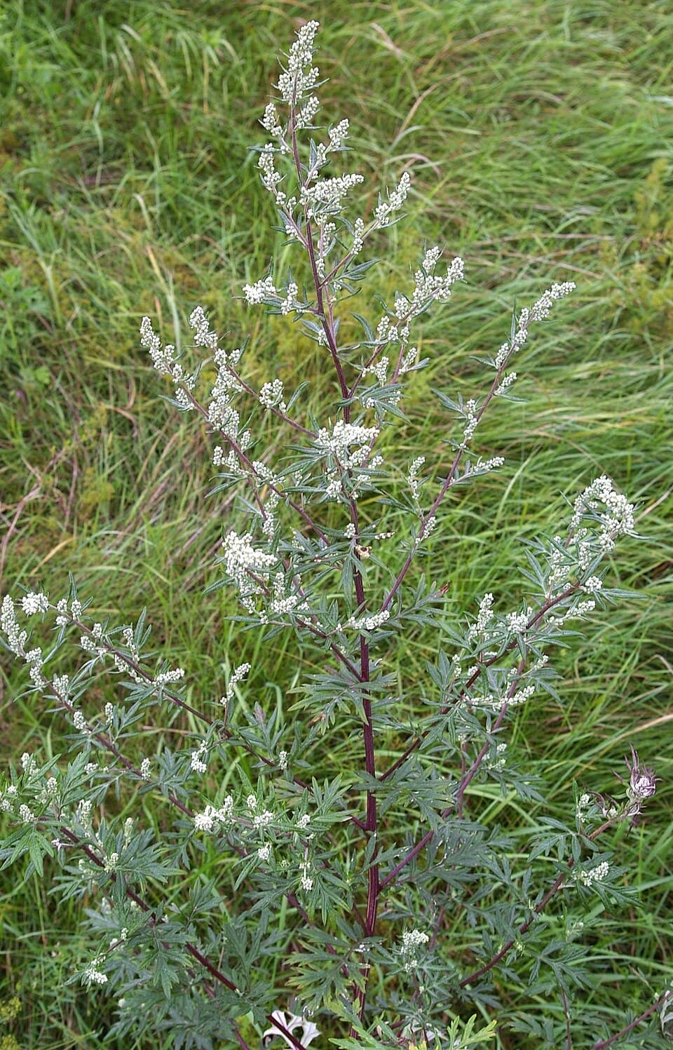 Mugwort (Artemisia vulgaris) - fotografija biljke
