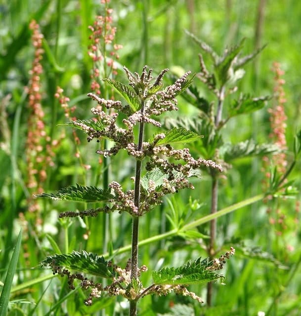 Nettle - fotografija vrste Urtica dioica, jedne od biljaka iz te skupine