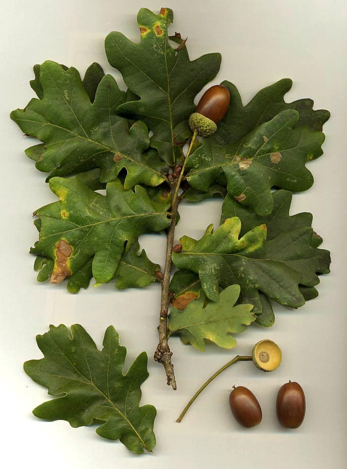 Oak - fotografija vrste Quercus robur, jedne od biljaka iz te skupine