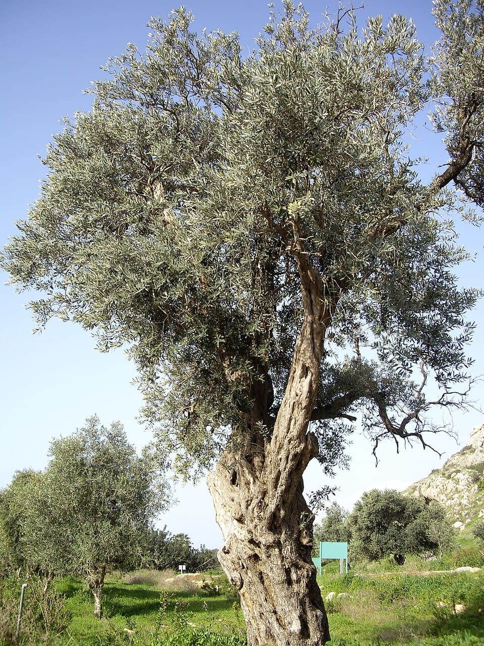 Olive (Olea europaea) - fotografija biljke