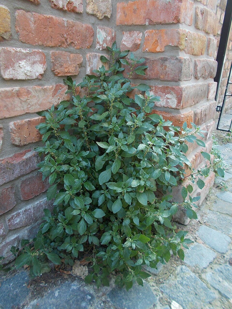 Pellitory - fotografija vrste Parietaria judaica, jedne od biljaka iz te skupine