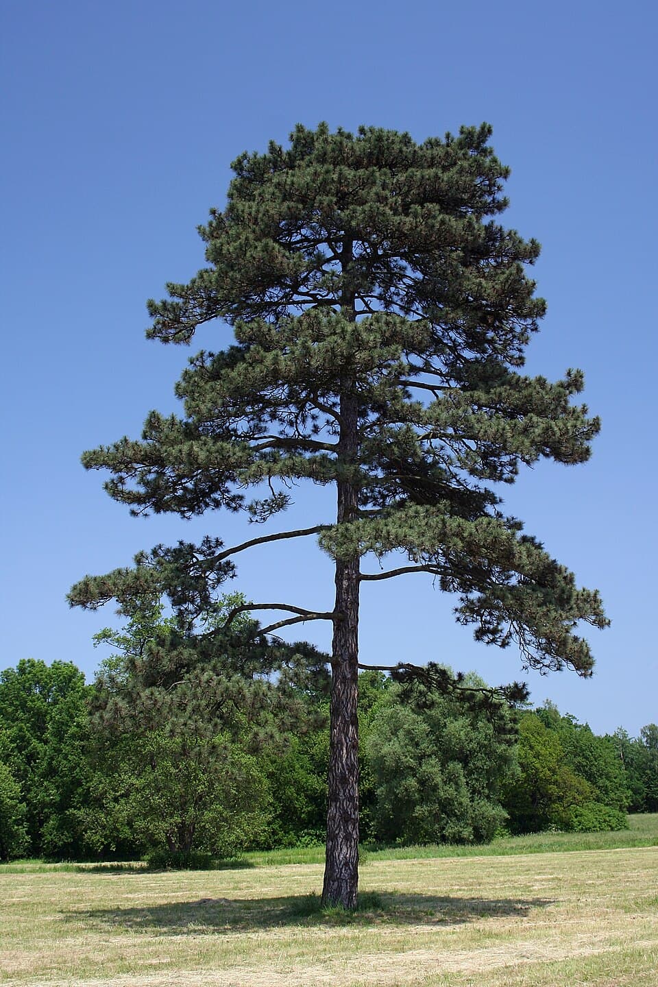 Pine - fotografija vrste Pinus nigra, jedne od biljaka iz te skupine