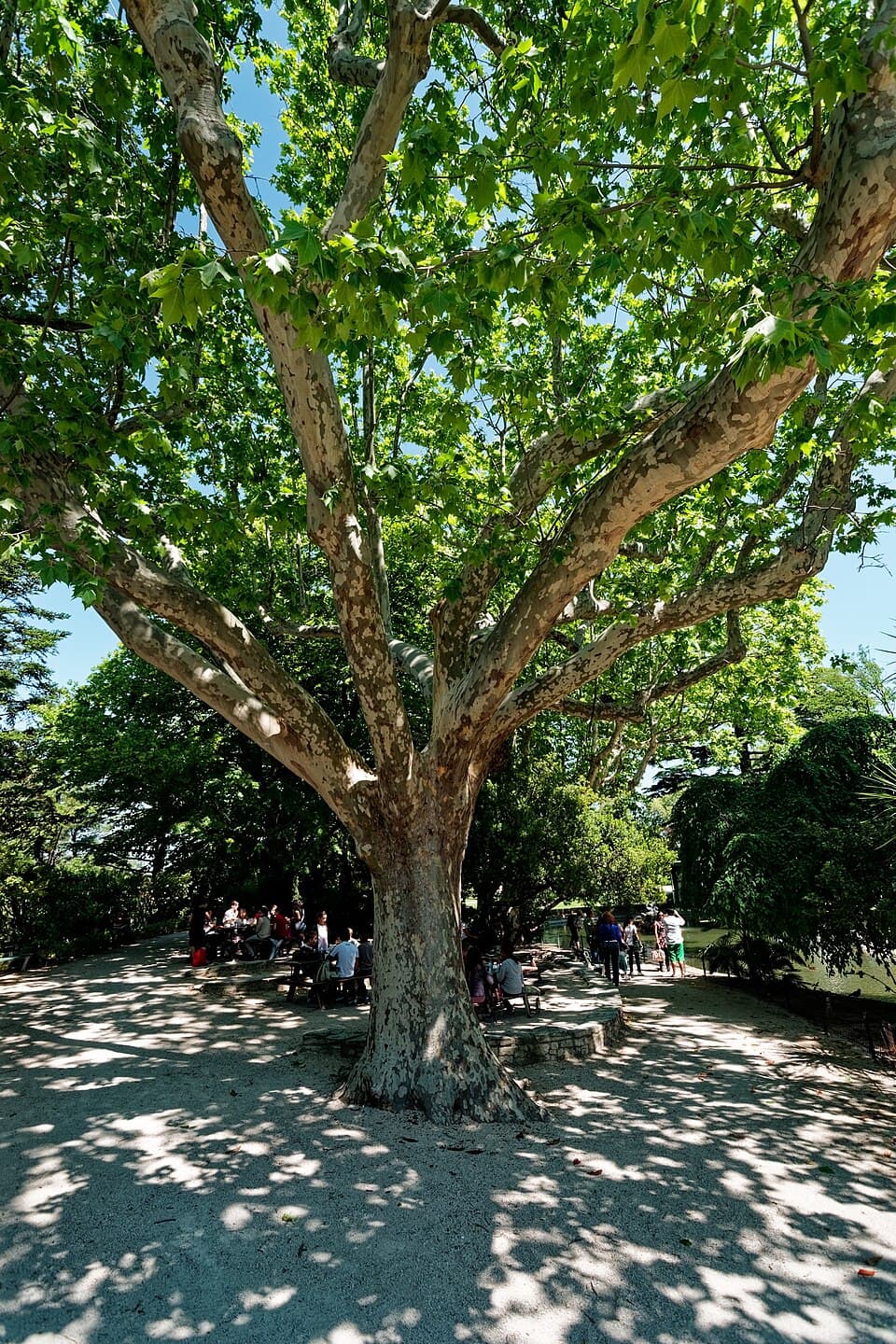 Plane tree - fotografija vrste Platanus × hispanica, jedne od biljaka iz te skupine