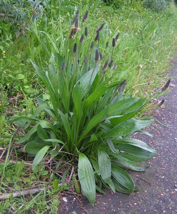 Plantain - fotografija vrste Plantago lanceolata, jedne od biljaka iz te skupine