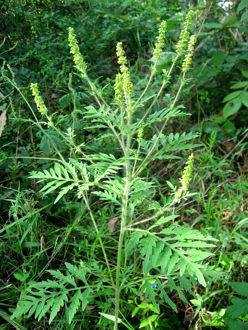 Ragweed (Ambrosia artemisiifolia) - fotografija biljke