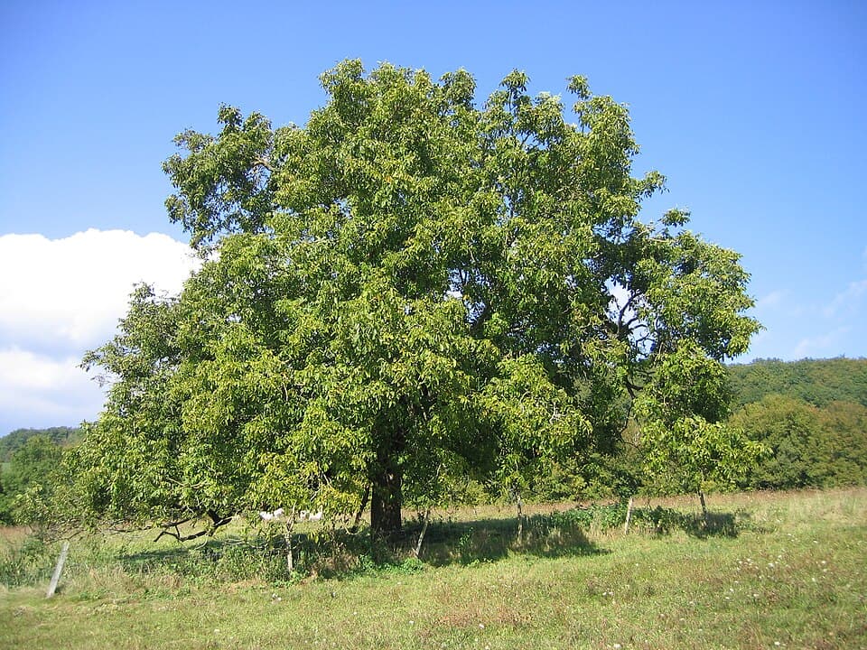 Walnut (Juglans regia) - fotografija biljke