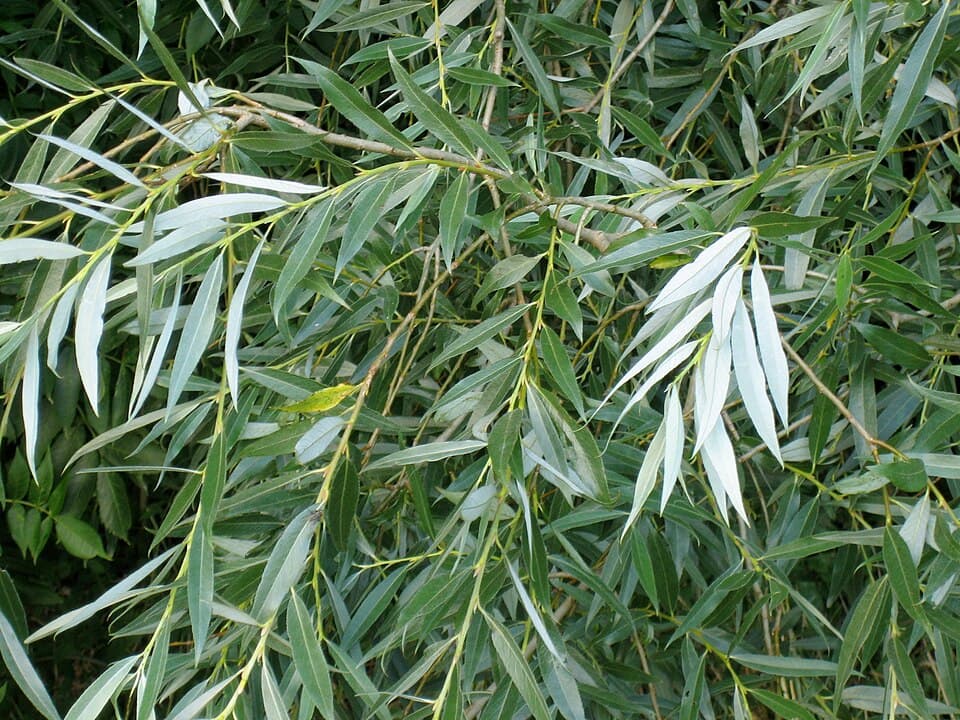 Willow - fotografija vrste Salix alba, jedne od biljaka iz te skupine