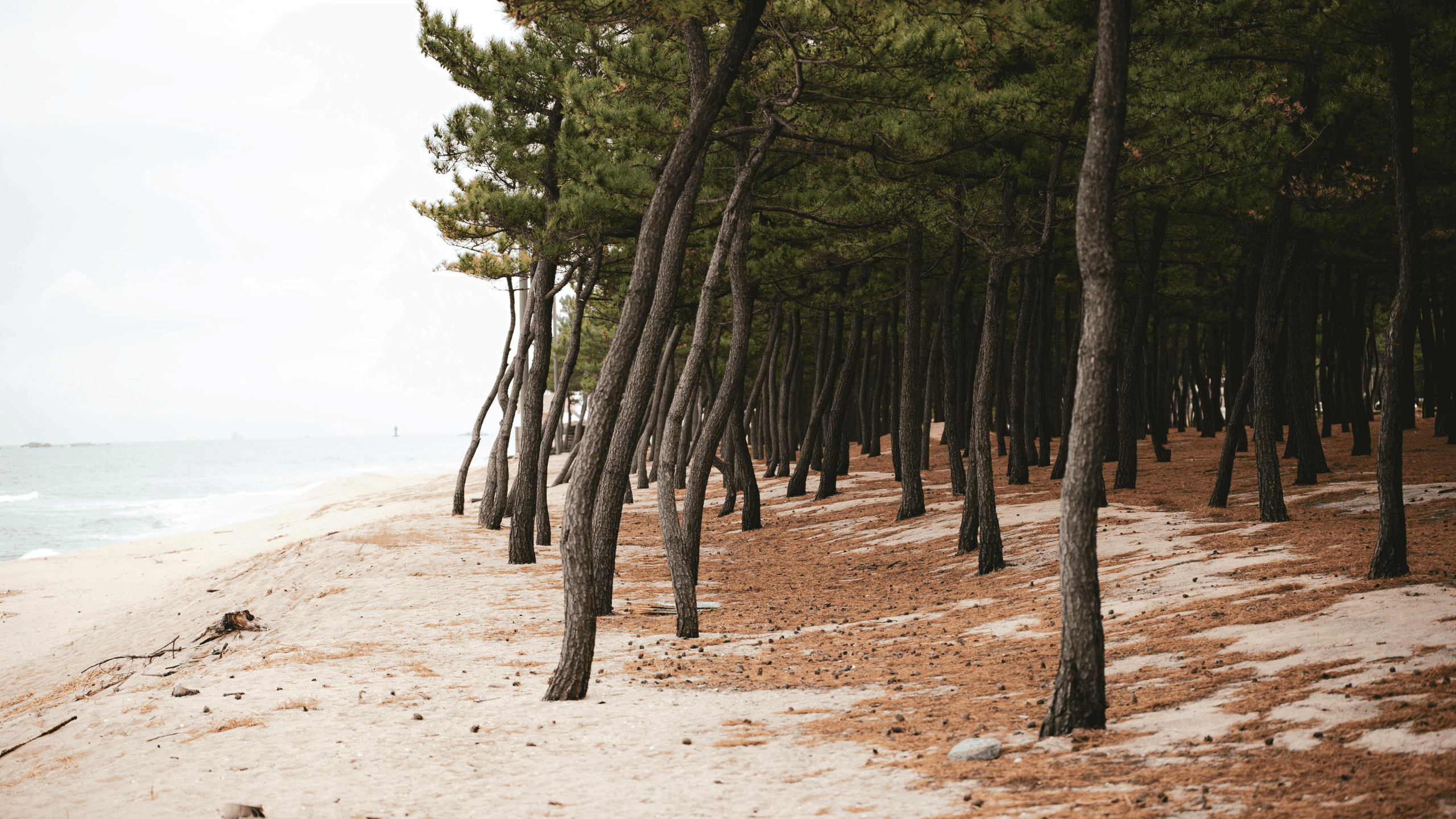 Alergija na bor: Sve što morate znati o žutom prahu koji prekriva Hrvatsku