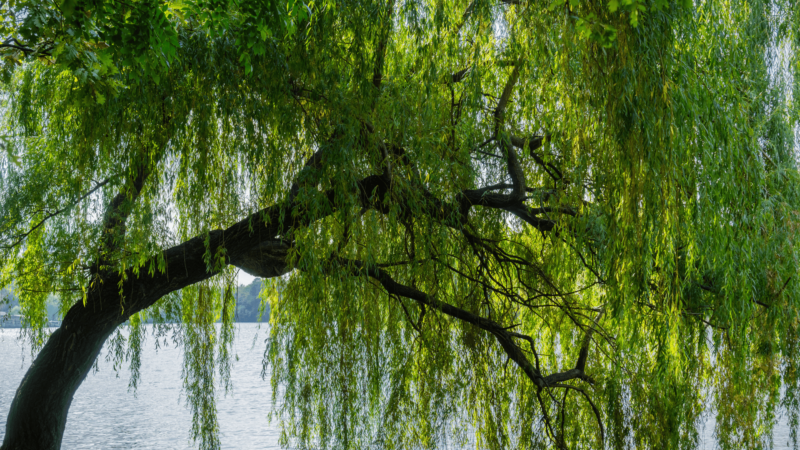 Willow Allergy: Everything You Need to Know About the Spring Challenge by Rivers and Lakes