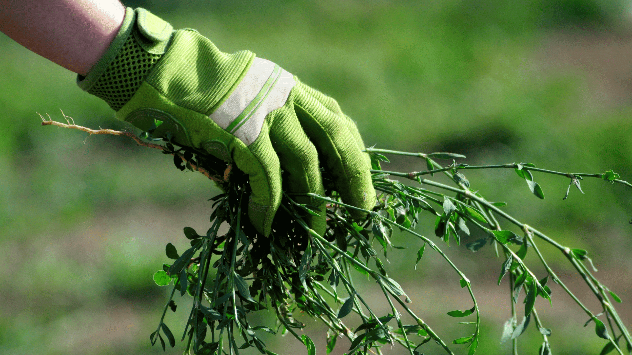 Weed Allergies: A Comprehensive Guide Through the Most Challenging Part of the Pollen Season