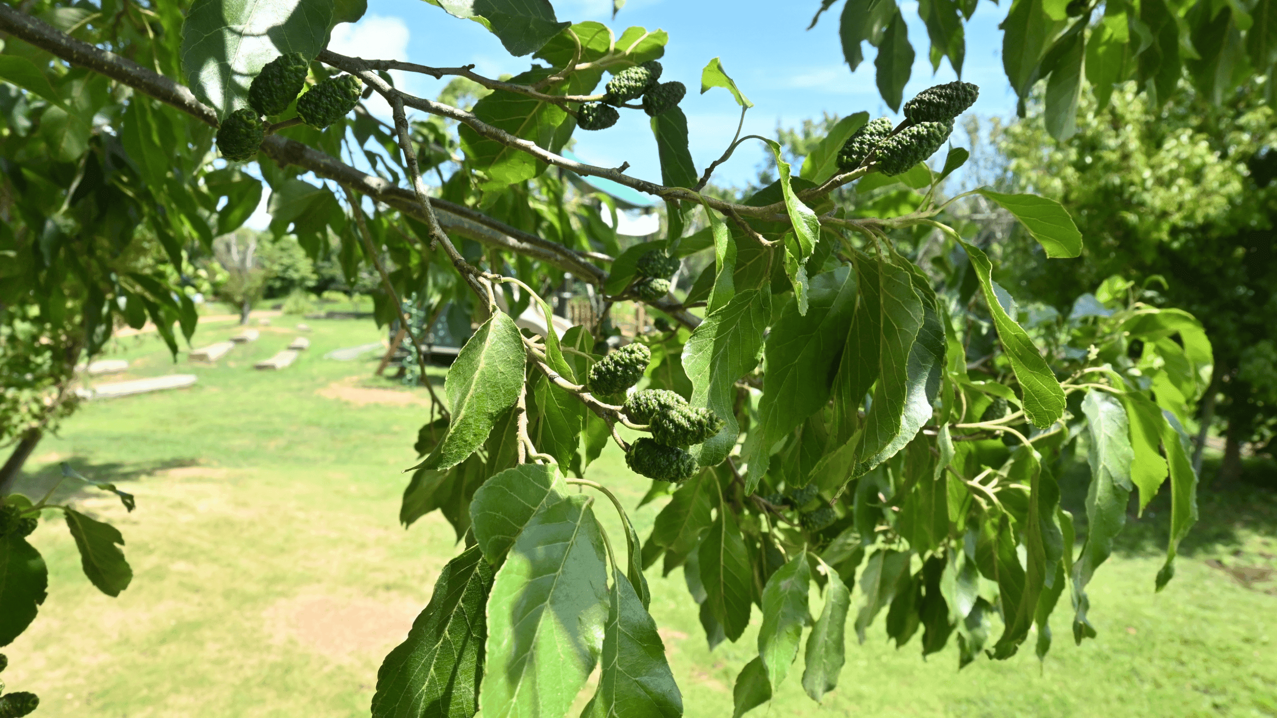 Alergija na johu: Sve što morate znati o prvom vjesniku peludne sezone