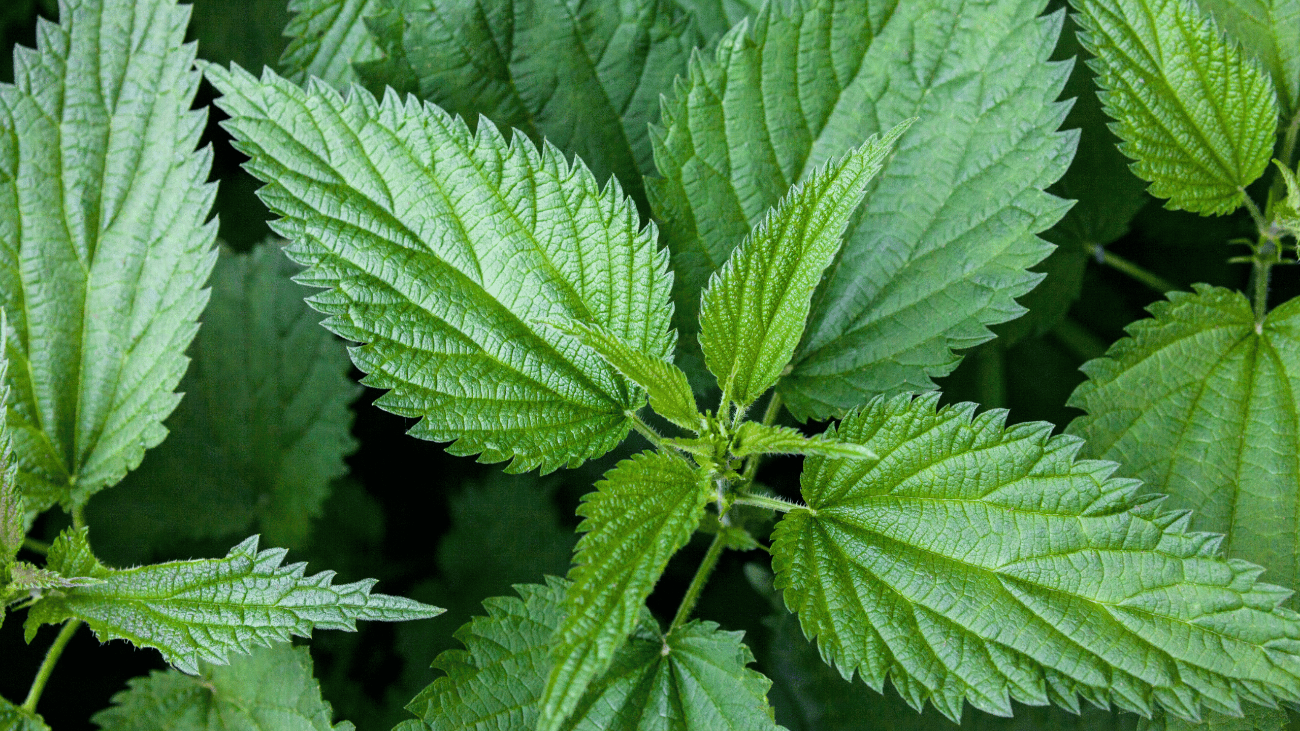 Nettle Allergy: Everything You Need to Know About the Invisible Cause of Summer Troubles