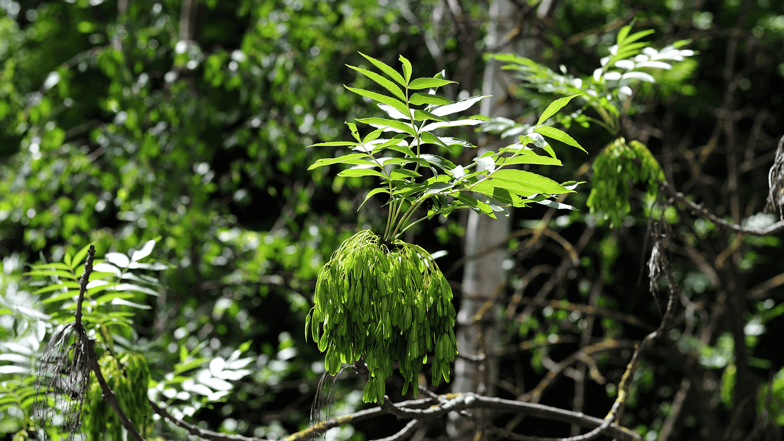 Ash Allergy: Everything You Need to Know About the Invisible Cause of Spring Troubles