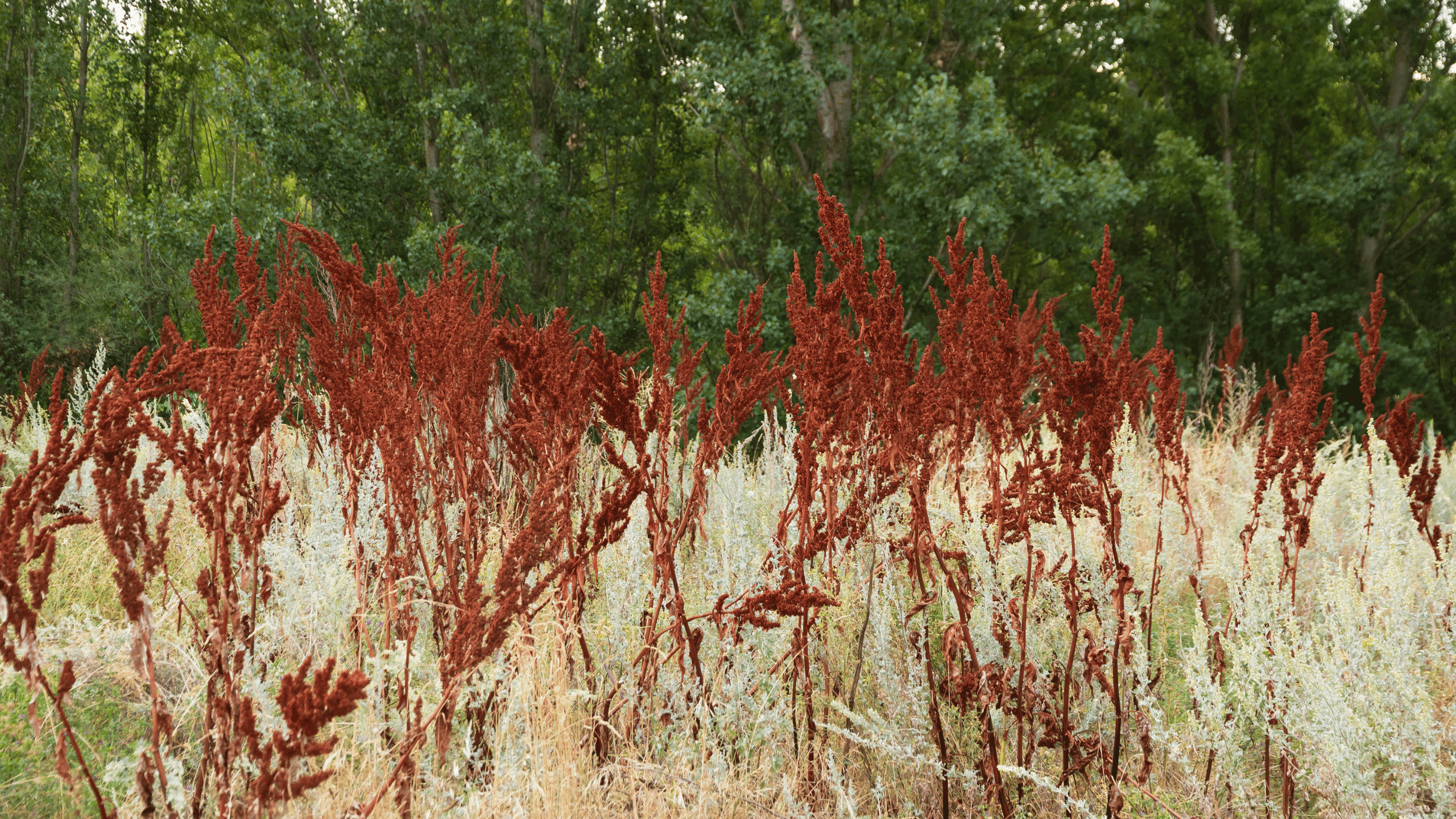 Allergy to Sorrel: Everything You Need to Know About This Hidden Trigger of Hay Fever