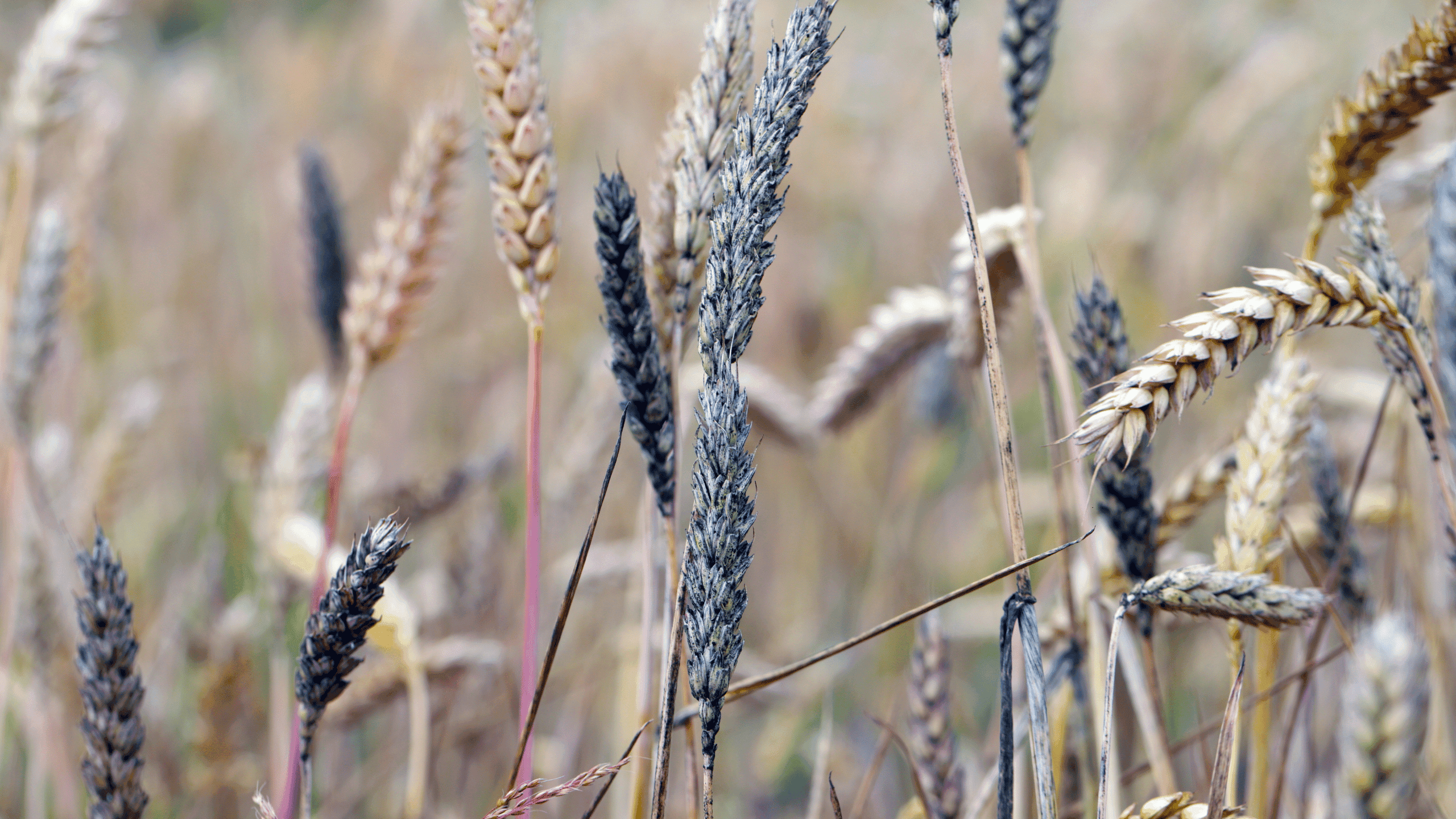 Alternaria i Cladosporium: plijesan iz zraka koju udišete na kraju ljeta