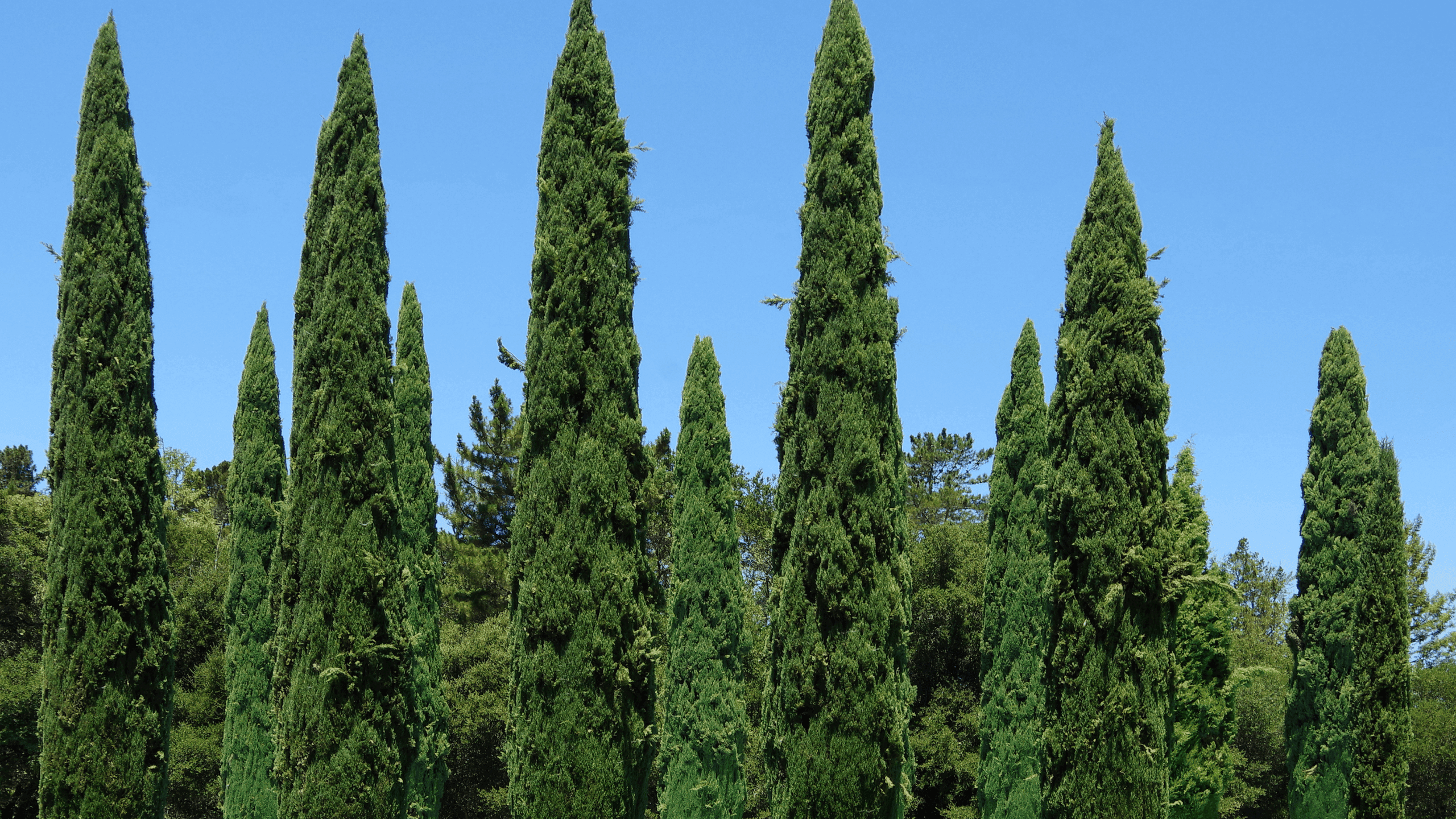 Cypress Allergy: Everything You Need to Know About the Invisible Ruler of the Mediterranean