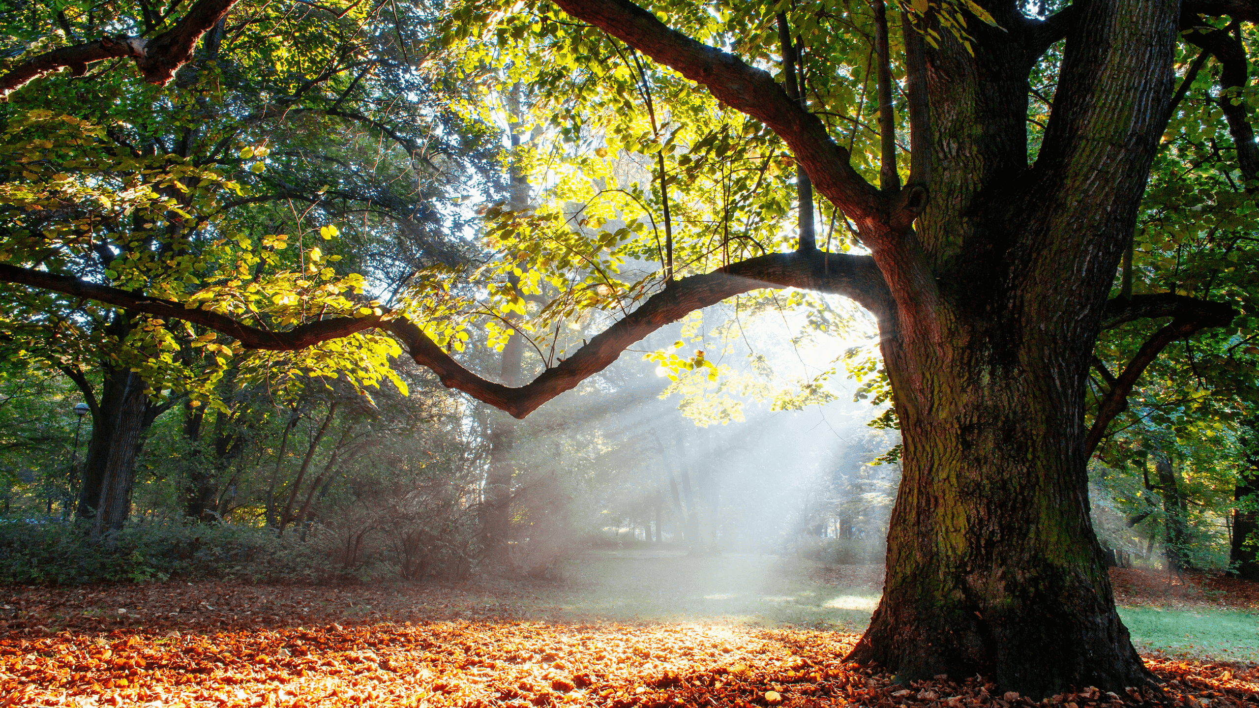 Oak Allergy: Everything You Need to Know About the Spring Challenge from Our Forests