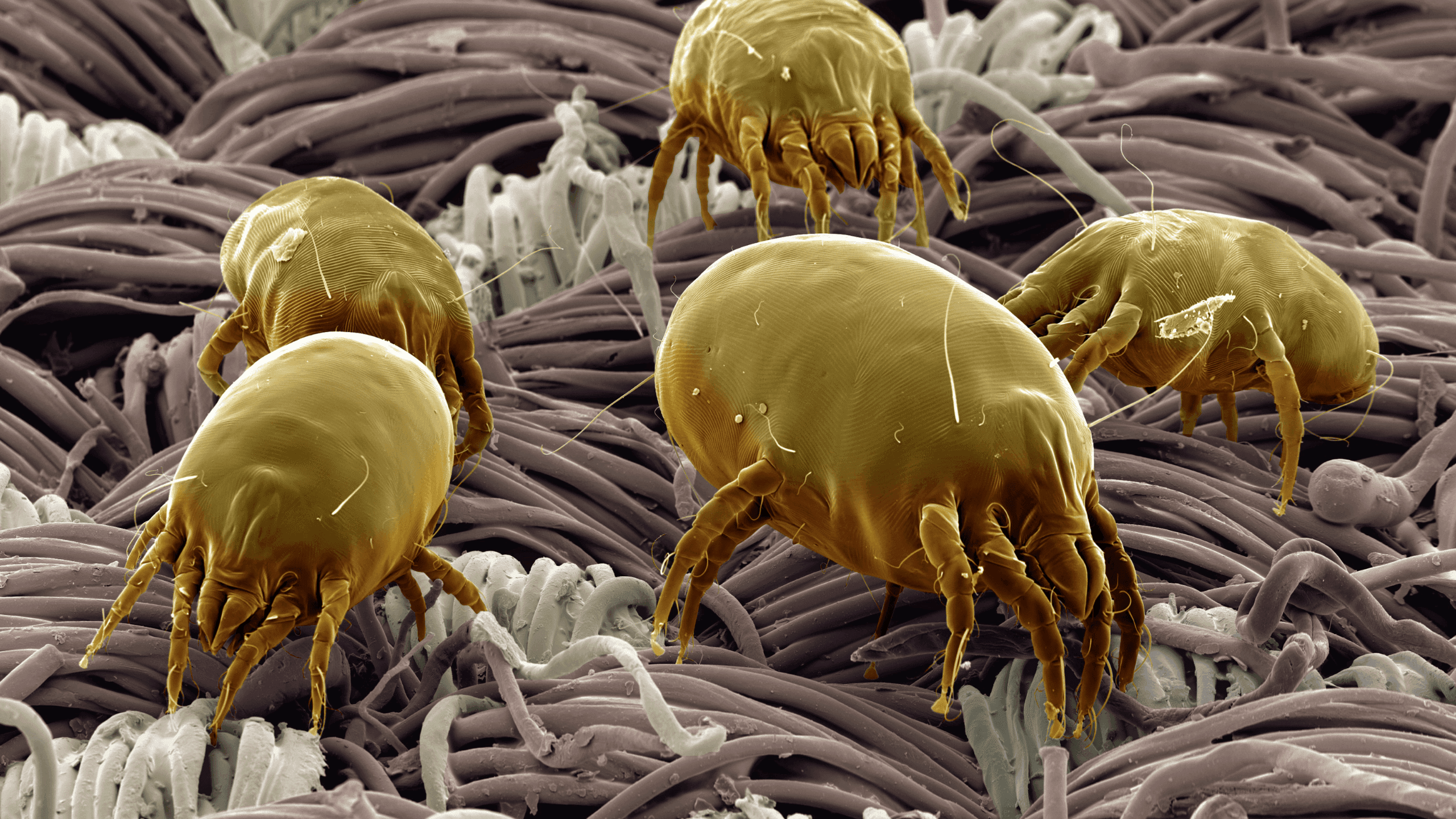 Grinje – nevidljivi stanari: Kako pravilno očistiti dom da biste smanjili simptome?