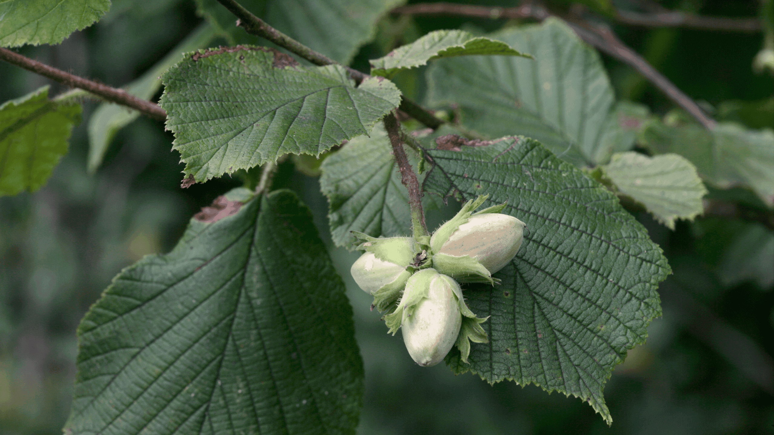 Alergija na lijesku: Simptomi, kalendar cvjetanja i savjeti za preživljavanje