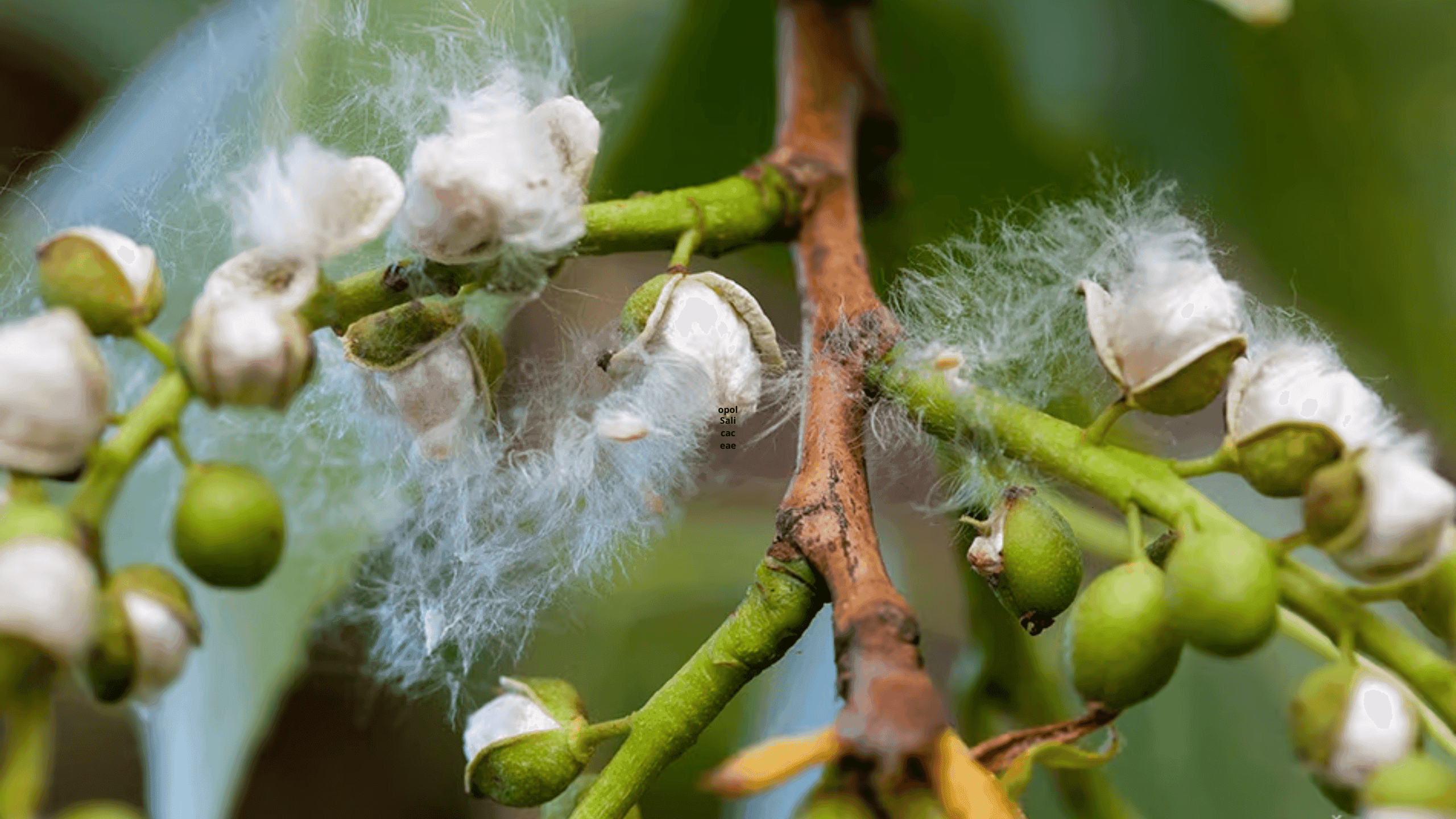 Poplar Allergy: Everything You Need to Know About These White Fluffs
